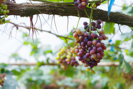 Grape in gatden at Monjam , Chiangmai ,Thailandの写真素材
