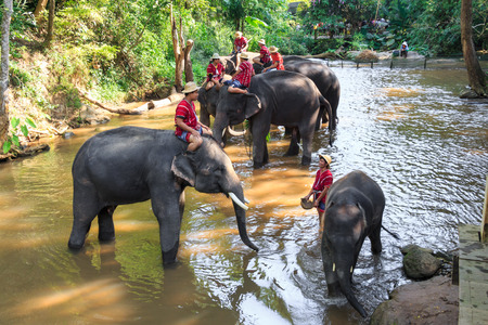 Chiangmai ,Thailand - November 16 : mahouts ride a elephants and prepare to take a bath elephants in waterway on November 16 ,2014 at Mae Sa elephant camp ,Chiangmai ,Thailandのeditorial素材