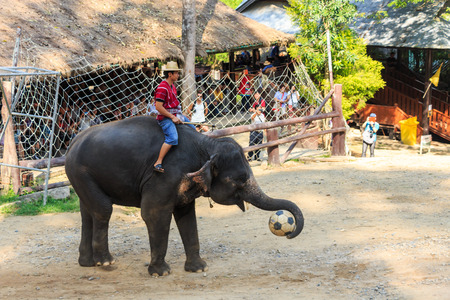 Chiangmai ,Thailand - November 16 : elephant catch football and prepare to kick it on November 16 ,2014 at Mae Sa elephant camp ,Chiangmai ,Thailandのeditorial素材