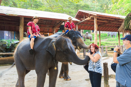 Chiangmai ,Thailand - November 16 : mahouts ride a elephants and greet foreigner on November 16 ,2014 at Mae Sa elephant camp ,Chiangmai ,Thailandのeditorial素材