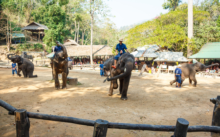 Chiangmai ,Thailand - February 20 : mahout ride elephant and elephant is dancing on February 20 ,2016 at Mae Sa elephant camp ,Chiangmai ,Thailandのeditorial素材