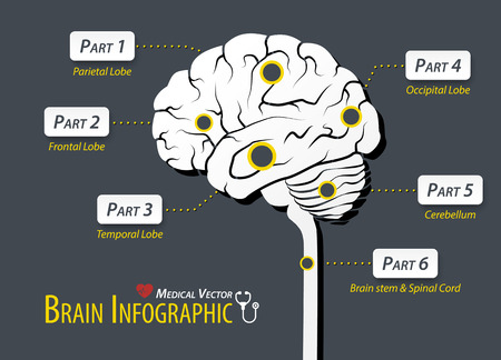 brain infographic flat design.のイラスト素材
