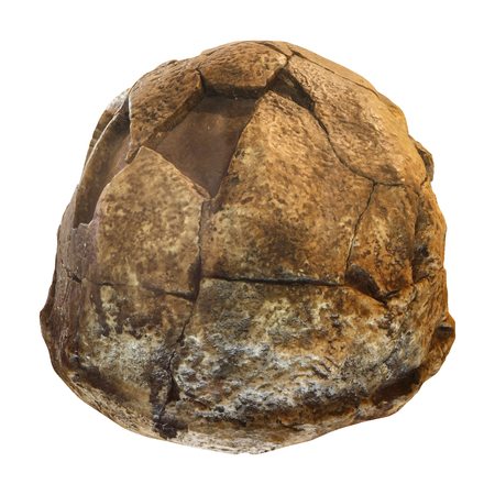 Homo erectus skull ( Back view ) . Discovered in 1969 in Sangiran , Java , Indonesia . Dated to 1 million years ago .のeditorial素材