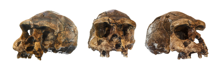 Set of Homo erectus skull . Discovered in 1969 in Sangiran , Java , Indonesia . Dated to 1 million years ago . ( front . side . oblique view ) .のeditorial素材