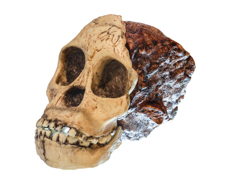 Australopithecus africanus Skull . ( Taung Child ) . Dated to 2.5 million years ago . Discovered in...