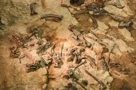 fossil of phuwiangosaurus sirindhornae at sirindhorn museum , kalasin , thailand . ( near complete )...