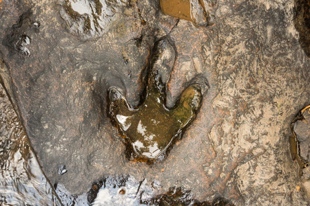 Footprint of dinosaur ( Carnotaurus ) on ground near stream at Phu Faek national forest park , Kalasin ,Thailand . Water logged on it .の写真素材