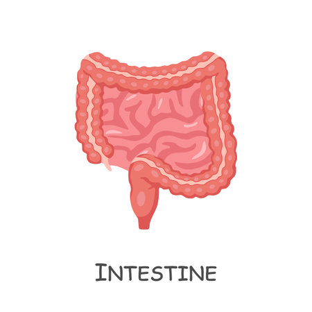 Intestine of human . Cartoon design . Isolated . Vector .のイラスト素材