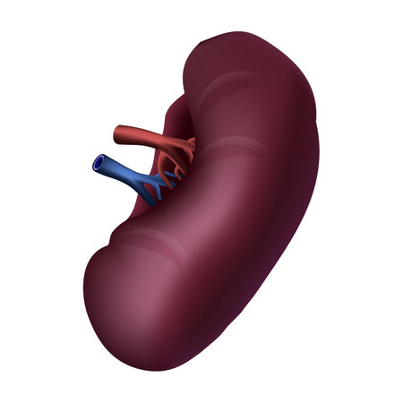 Spleen of human . Realistic design . Isolated . Vector illustration .のイラスト素材