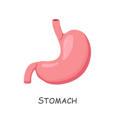 Stomach of human . Cartoon design . Isolated . Vector .のイラスト素材