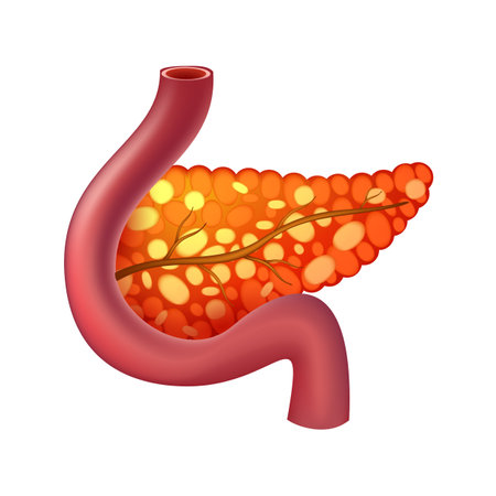 Pancreas of human . Digestive system . Realistic design . Isolated . Vector illustration .のイラスト素材