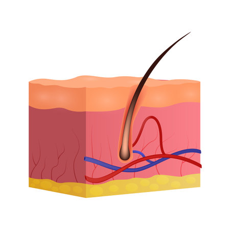 Cross section of Skin and hair . Dermatological system . Realistic design . Isolated . Vector illustration .のイラスト素材