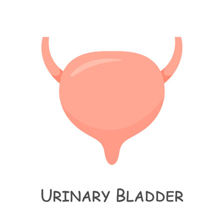 Urinary bladder of human . Cartoon design . Isolated . Vector .のイラスト素材