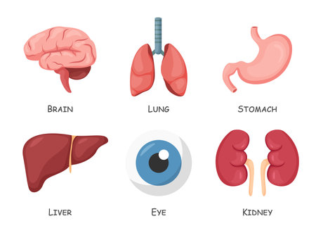 Set of human internal organs . Cartoon design . Isolated . Vector .のイラスト素材