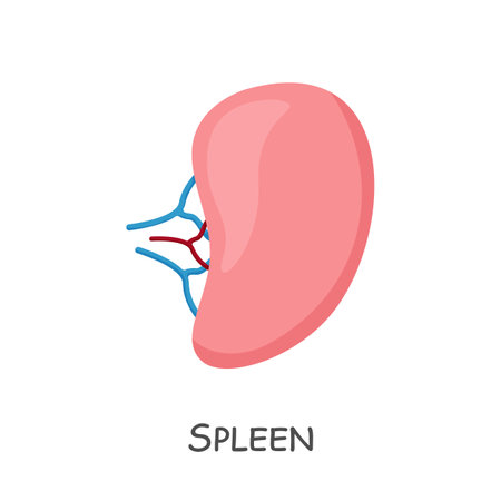 Spleen of human . Cartoon design . Isolated . Vector .のイラスト素材