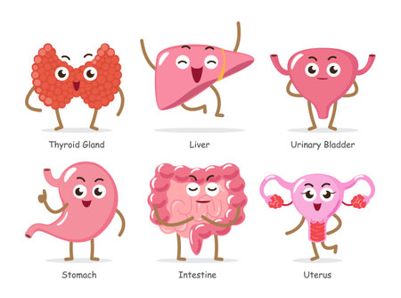 Human internal organs . Set of funny medical cartoon characters . Include thyroid gland, liver, urinary bladder, stomach, intestine, uterus . Isolated white background . Vector .のイラスト素材