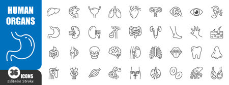 Human internal organs . Medical outline icon . Editable stroke . Vector .のイラスト素材