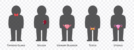 The human body systems cartoon illustration Set 3 of 3. Includes Thyroid gland , spleen, urinary bladder, reproductive system . Isolated transparent background . Vector .のイラスト素材