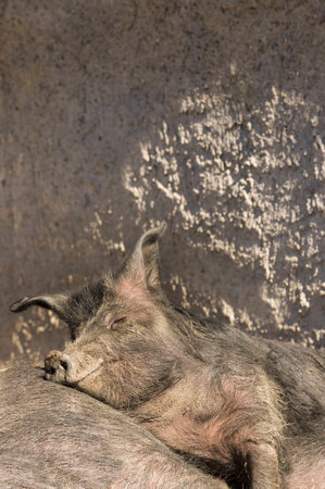 Iberian pigs relaxingの写真素材