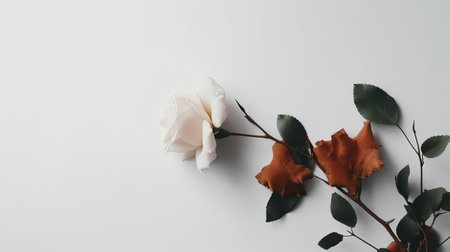 Flowers composition. White rose on white background. Flat lay, top view, copy spaceの素材