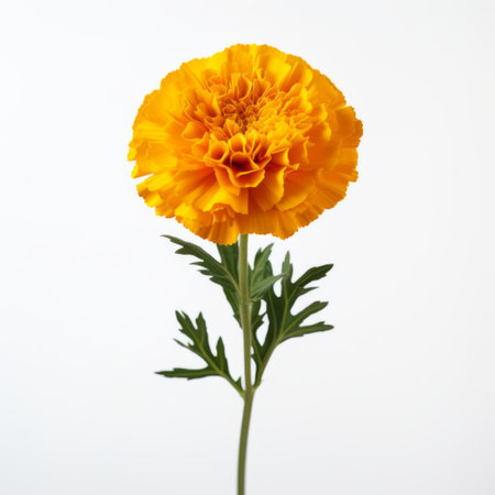 capture realistic and high detail images with marigold on a white table for commercial photography. achieve hyper quality and high resolution images in hd and 8k. ai generatedの素材