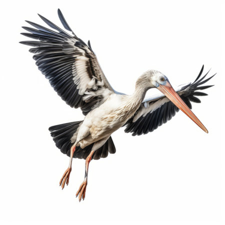 a depiction of a stork hunting, isolated on a white background. the stork is shown with its wings spread wide, ready to catch its prey. ai generatedの素材