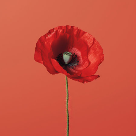red poppy flower on orange background, perfect for april's minimalist portraits and nature-inspired installations. the bold chromaticity of the flower stands out against the light red and dark green hues. the symbolic props and post-processing add depth to the detailed still life. ai generatedの素材