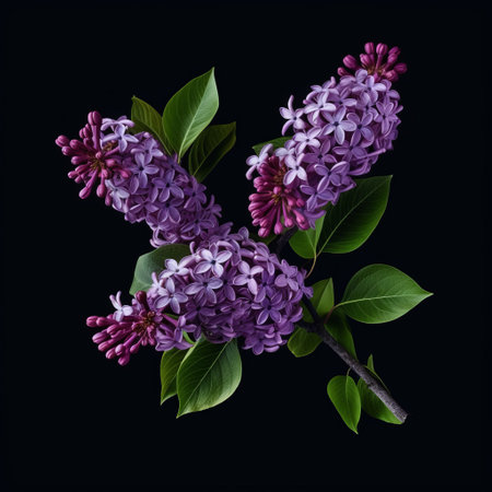 purple lila flower with leaves on a black background, showcasing hyper-realistic animal illustrations, detailed miniatures, and hyperrealistic still lifes. the composition also features twisted branches, aerial photography, painted illustrations, and nostalgic natures. ai generatedの素材