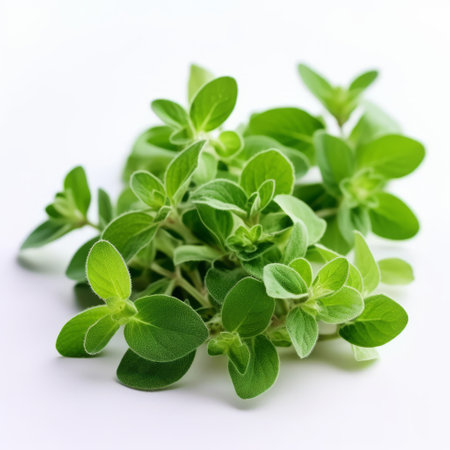 dried fresh thyme leaves, reminiscent of sofonisba anguissola's style, are showcased on a white background. the light green and beige hues create a vibrant and bold composition. the sharp focus captures the intricate details of the intertwining materials. this image exudes a lively and vibrant atmosphere, reminiscent of kahlil gibran's artistic vision. ai generatedの素材