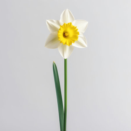 white and yellow daffodil flower isolated on a white background, in the style of loretta lux. this eye-catching photo, captured by carl kleiner, showcases the sharp attention to detail and environmental awareness. with a light gray backdrop, this 32k uhd image is sure to captivate viewers. ai generatedの素材