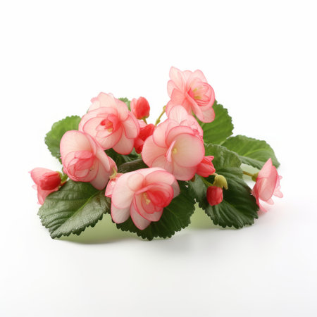 pink flower bouquet with white leaves, showcasing the exquisite beauty of japanese traditional style. this captivating arrangement, captured in a softbox lighting setup, is reminiscent of the unique art form known as toyism. a stunning associated press photo, taken against a pristine white background, brings out the vibrant colors and intricate details. discover this enchanting floral masterpiece on flickr, created with the artistic touch ofの素材
