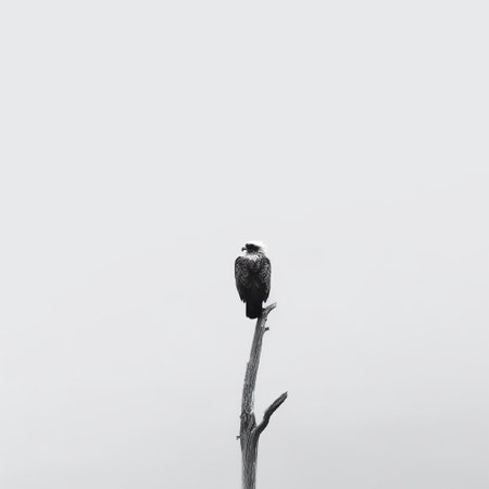 a black and white bird perches on a tree branch on a gloomy and grey day afternoon. the minimalist background, reminiscent of dansaekhwa and eastern zhou dynasty aesthetics, adds to the sparse and dramatic feel of the photograph. this minimalist photography captures the essence of antony gormley's elongated and dramatic style. ai generatedの素材