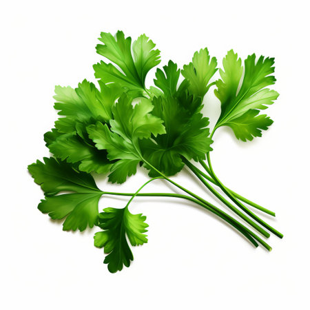 a photo of a parsley vector with a price of 1 credit usd 1. this hyper-realistic image showcases intricate details, naturalistic shadows, and an aerial view. the foliage is meticulously depicted with smooth and curved lines, while decorative floral motifs add an artistic touch. the overall composition exudes organic fluidity. ai generatedの素材