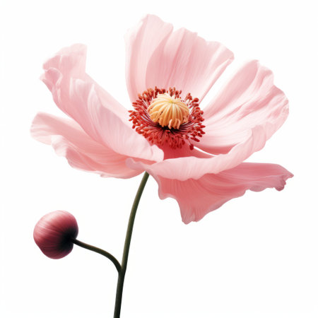 a minimalist-style image of an anemone with a rose on a white background. this photo captures the delicate beauty of the anemone flower, complemented by the simplicity of the minimalist design. perfect for adding a touch of elegance to any space. ai generatedの素材