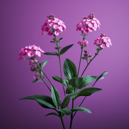 violet flowers bloom vibrantly on a captivating purple background, creating a mesmerizing composition. this hyperrealistic rendering showcases the intricate details of the flowers, with a play of light red and dark green hues. the photo-realistic still life captures the essence of the flowers with its lifelike representation, enhanced by volumetric lighting. a stunning fusion of flowerpunk and hyperrealism. ai generatedの素材