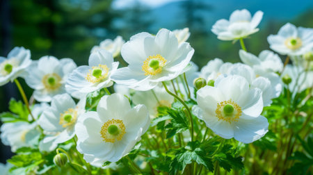 a blooming anemone in the mountains of guangxi, showcasing its white and fluffy petals against a bright backdrop. this macro photograph beautifully captures the vivid and realistic details of the flower, with a large depth of field of 16k. ai generatedの素材