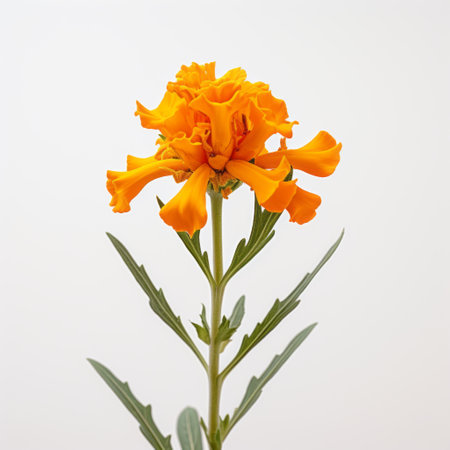 marigold enchanting macro photograph of a meadow sage against a minimalist white backdrop. petals and vibrant colors showcased, capturing simplicity and natural beauty. shot with sony alpha a7 iii mirrorless camera, 100mm macro lens, aperture f/2.8, creating visually captivating image with sharpness and bokeh. ai generatedの素材