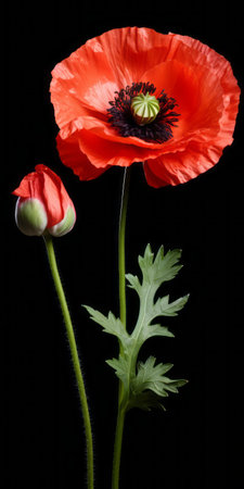 two vibrant red poppy flowers, accompanied by their lush green leaves, stand out against a striking black background. this visually captivating image showcases the flowers in a meticulously arranged composition, with a touch of artistic flair. captured using a long lens, the photograph exhibits a poetcore aesthetic, highlighting the nonrepresentational beauty of nature. the contrasting play of light and shadow adds depth and intrigue toの素材