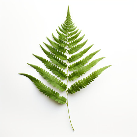 isolated fern leaf on white background, inspired by the artistic styles of alastair magnaldo, flickr, rinko kawauchi, and charles willson peale. this intricate floral arrangement showcases exacting precision. creative commons attribution. ai generatedの素材