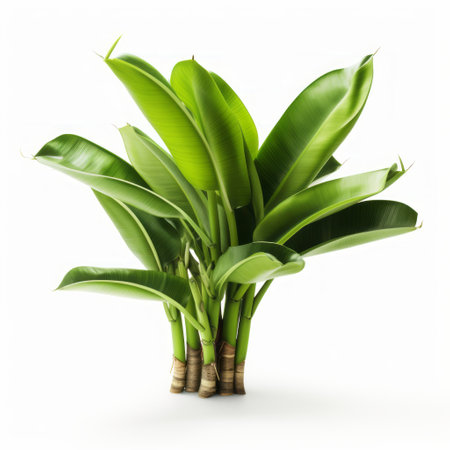 a bunch of green plants on a white background, featuring tropical symbolism and a hyper-realistic oil painting style. the high-key lighting enhances the streamlined design, creating a captivating visual. this artwork embodies the essence of havencore and carcore aesthetics, with a full-body composition that exudes a vibrant and refreshing atmosphere. ai generatedの素材