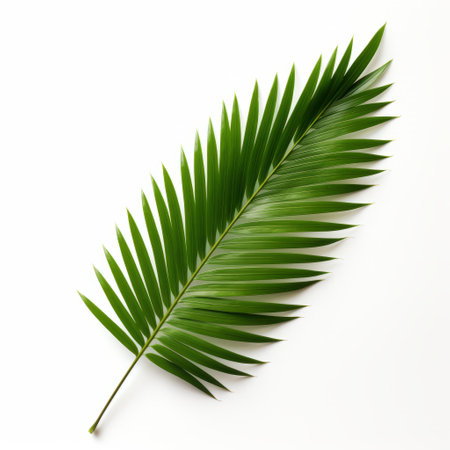 palm leaf isolated on white background, in the style of mori kei. this realistic still-life photo showcases the intricate details of the leaf. with a streamlined design and frequent use of diagonals, it creates a visually appealing composition. the texture-rich composition and dansaekhwa influence add depth and interest to the image. perfect for high-resolution displays with its 32k uhd quality. ai generatedの素材