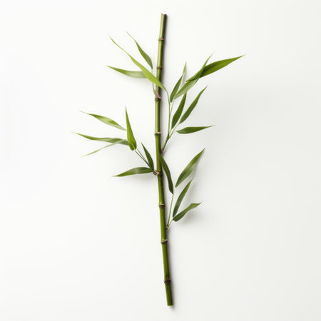 a minimal retouched photo featuring bamboo and leaves on a white background. created using cinema4d and captured with a ricoh gr iii camera, this image showcases asymmetrical and symmetrical balance. the bold colors and distinct marks add visual interest to the composition. ai generatedの素材