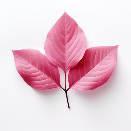 three flowers with pink leaves are beautifully captured in this photo. the white background enhances the simplicity and monochromatic color palettes, reminiscent of the style of patricia piccinini. the colorized image showcases the vibrant hues of pink and crimson, while the intricate leaf patterns add to the essence of nature. hiroshi nagai's influence can be seen in the composition. ai generatedの素材