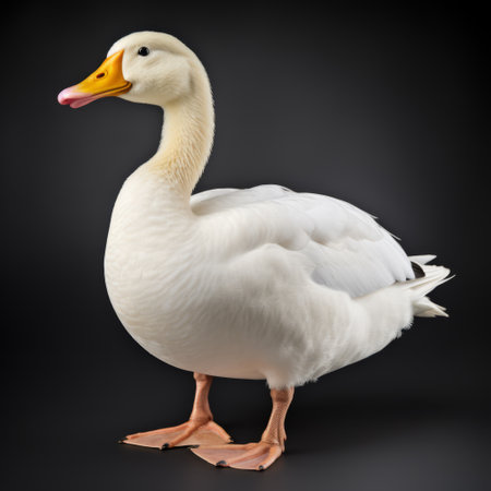 a duck standing on a black background, captured in the style of colorized photography reminiscent of germaine dulac and john wilhelm. this unique image showcases the duck's vibrant colors and details, creating a visually striking composition. the high-resolution uhd quality enhances the overall appeal, making it a captivating photo reminiscent of an associated press image. ai generatedの素材
