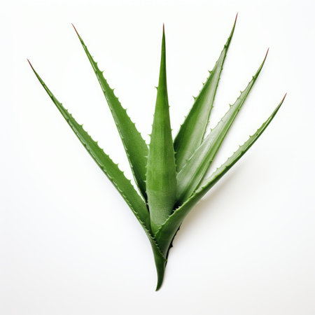aloe vera plant lying flat on a white background, showcasing precisionist art style, innovative techniques, explosive pigmentation, lush detailing, and softbox lighting. the image also incorporates elements of angura kei and environmental awareness. ai generatedの素材