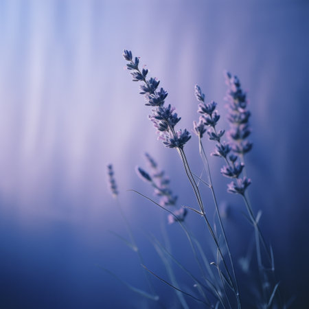 lavender flowers in blue light with water reflection, showcasing muted colorscape mastery. the softbox lighting creates subtle tonal gradations, enhancing the dark and foreboding colors. this 8k resolution photo captures a melancholic atmosphere, perfect for those seeking a captivating and evocative image. discover this stunning piece on flickr. ai generatedの素材