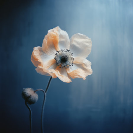 an orange and blue flower, captured in a minimalistic surrealism style, stands out against a dark sky-blue and dark white backdrop. the soft and dreamy atmosphere adds to the enchantment of this nature-inspired installation. the image showcases focus stacking techniques, blending light gray and light black tones, creating a captivating and poetic composition. ai generatedの素材