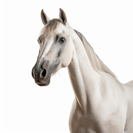 the white front left ear of the horse is captured in this studio portrait photo, showcasing the intricate details and textures. the image, inspired by the hurufiyya style, was featured in national geographic. with a white background and 8k resolution, the photo is beautifully illuminated by softbox lighting, creating a soft and gentle atmosphere. ai generatedの素材