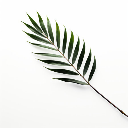 a palm leaf, captured by carl holsoe in an aerial view, is showcased in this uhd image. the minimal retouching style highlights its sharp and angular features against a clean white background. this nature-inspired composition by francois boquet is a stunning representation of the beauty found in simplicity. ai generatedの素材