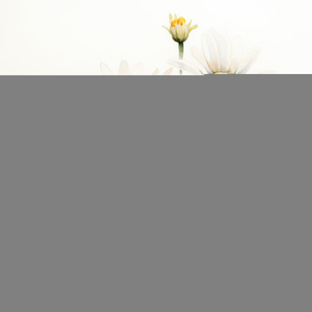 a watercolor image of a beautiful daisy scene, featuring realistic forms and light colors. this charming illustration captures the joyful and optimistic essence of daisies. created in the style of artists wlad safronow and chen zhen, this artwork showcases the delicate beauty of nature. ai generatedの素材